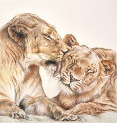 Lions Love Study by Hayley Goodhead - Original Drawing on Mounted Paper sized 11x11 inches. Available from Whitewall Galleries
